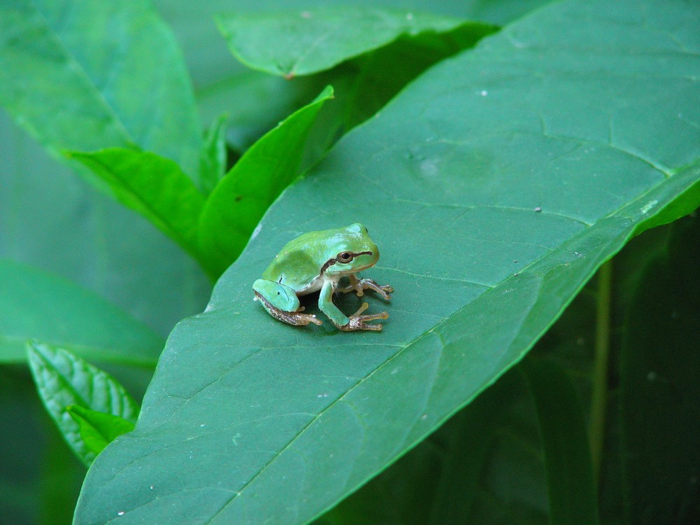 Identificazione Anuri nel parco del ticino