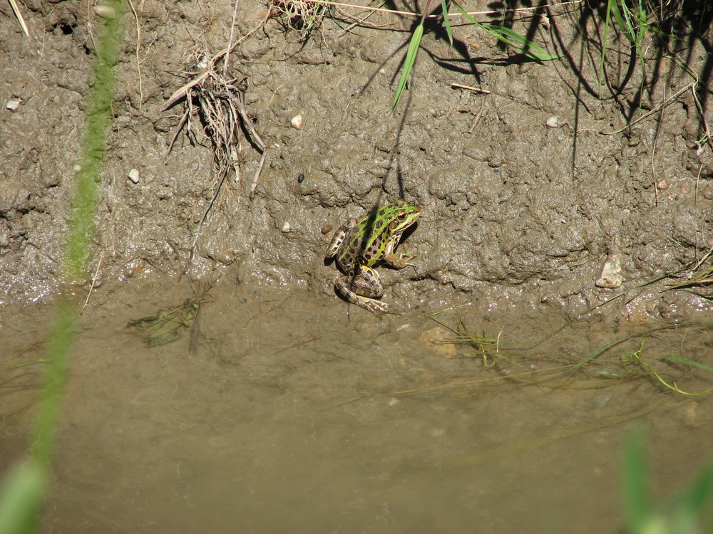 Identificazione Anuri nel parco del ticino