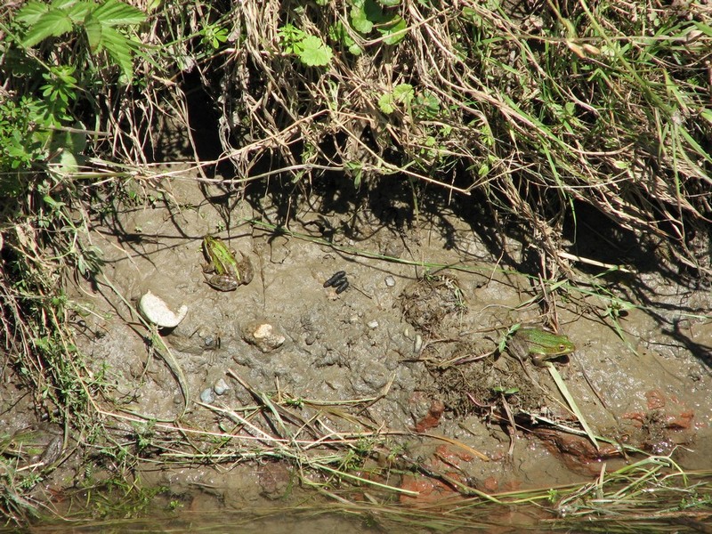 Identificazione Anuri nel parco del ticino