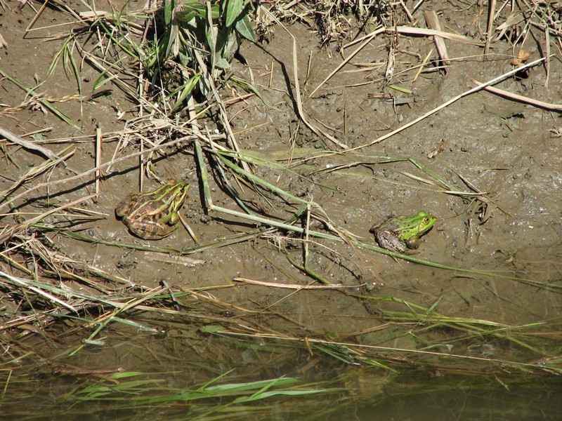 Identificazione Anuri nel parco del ticino