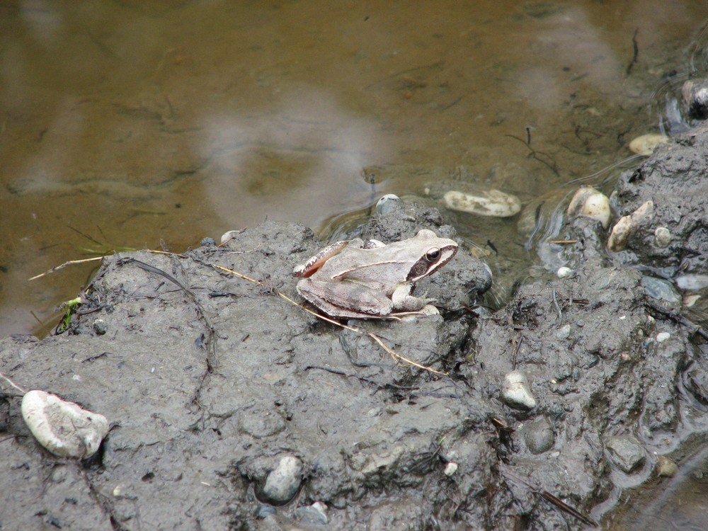Identificazione Anuri nel parco del ticino