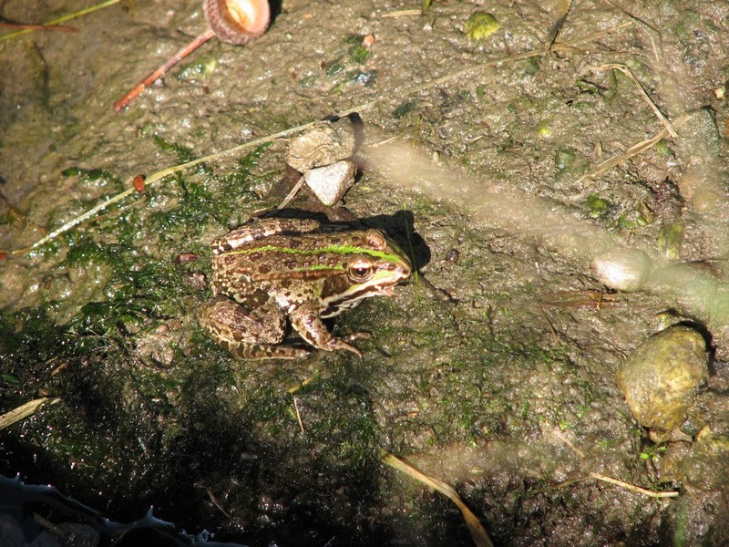 Identificazione Anuri nel parco del ticino