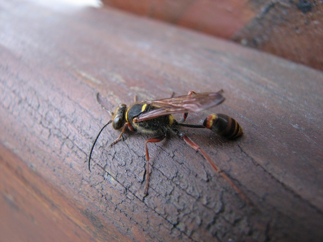 Polistes sp. (corteggiamento) e Sceliphron curvatum