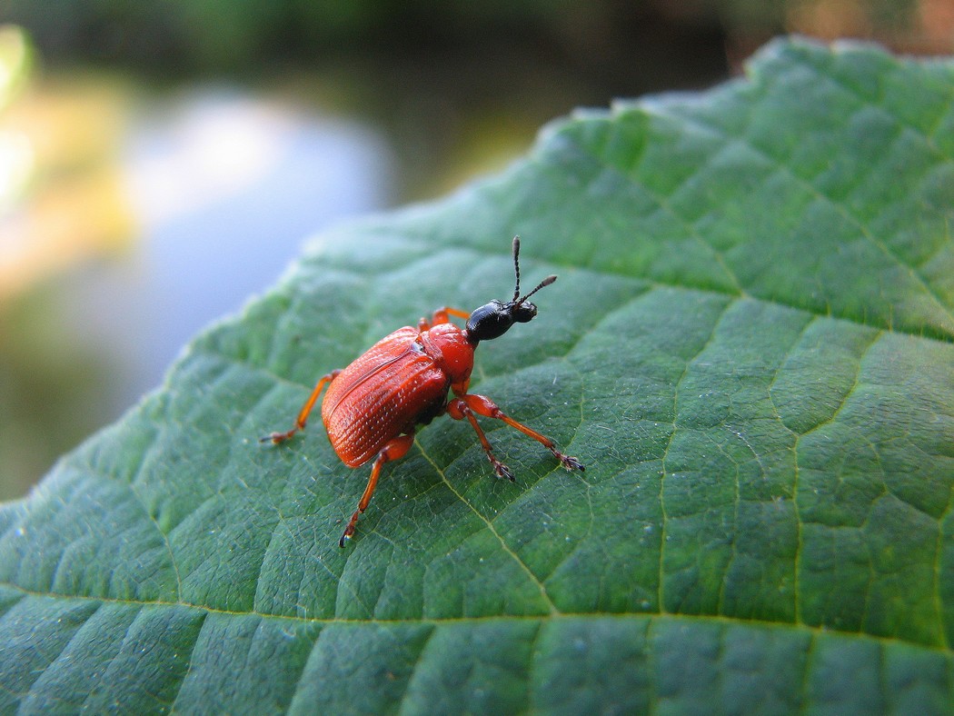 Svariati coleotteri da identificare