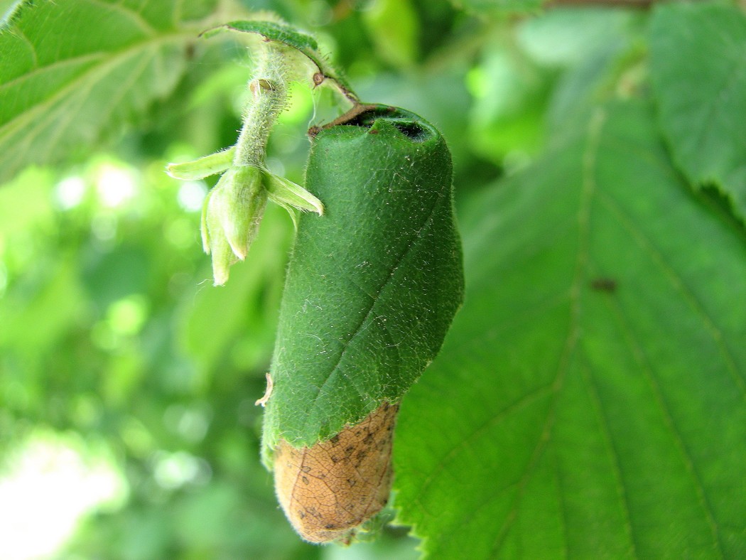 Svariati coleotteri da identificare