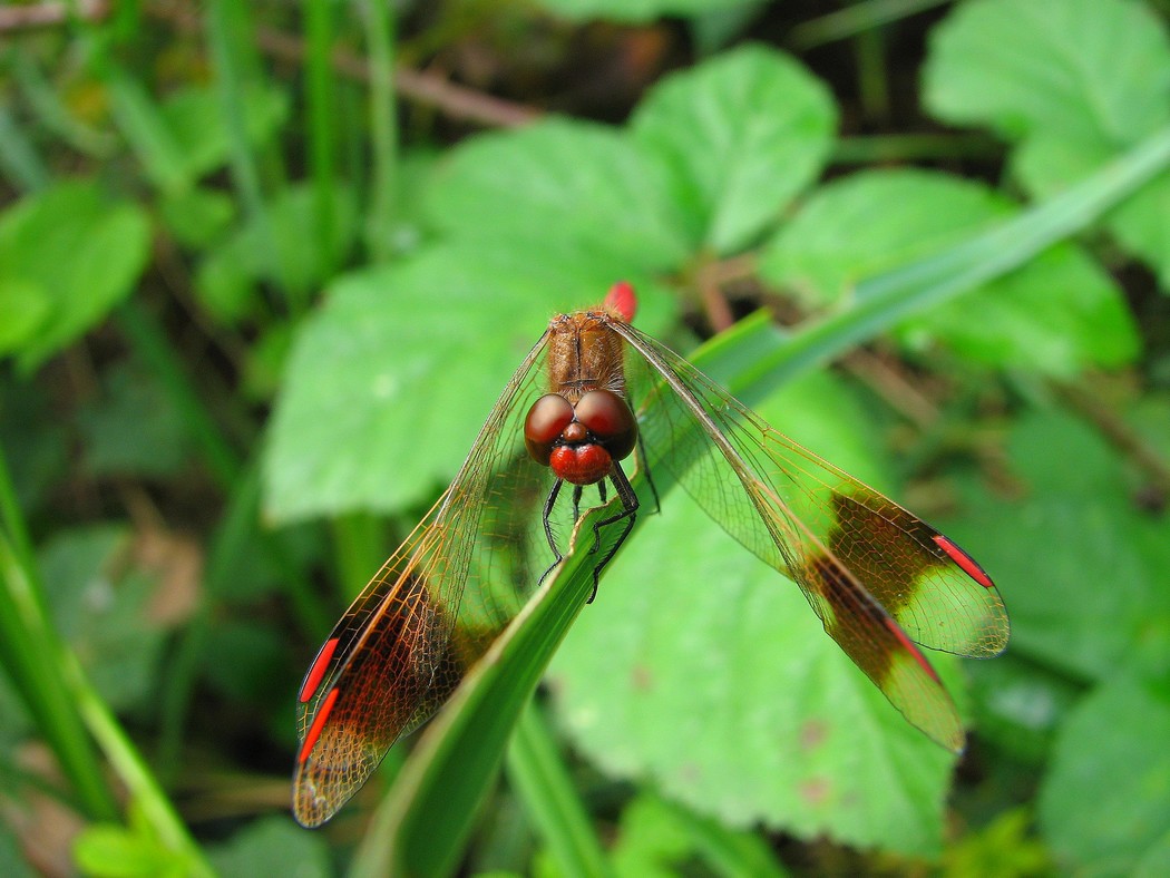 Odonati da identificare nel Parco del Ticino
