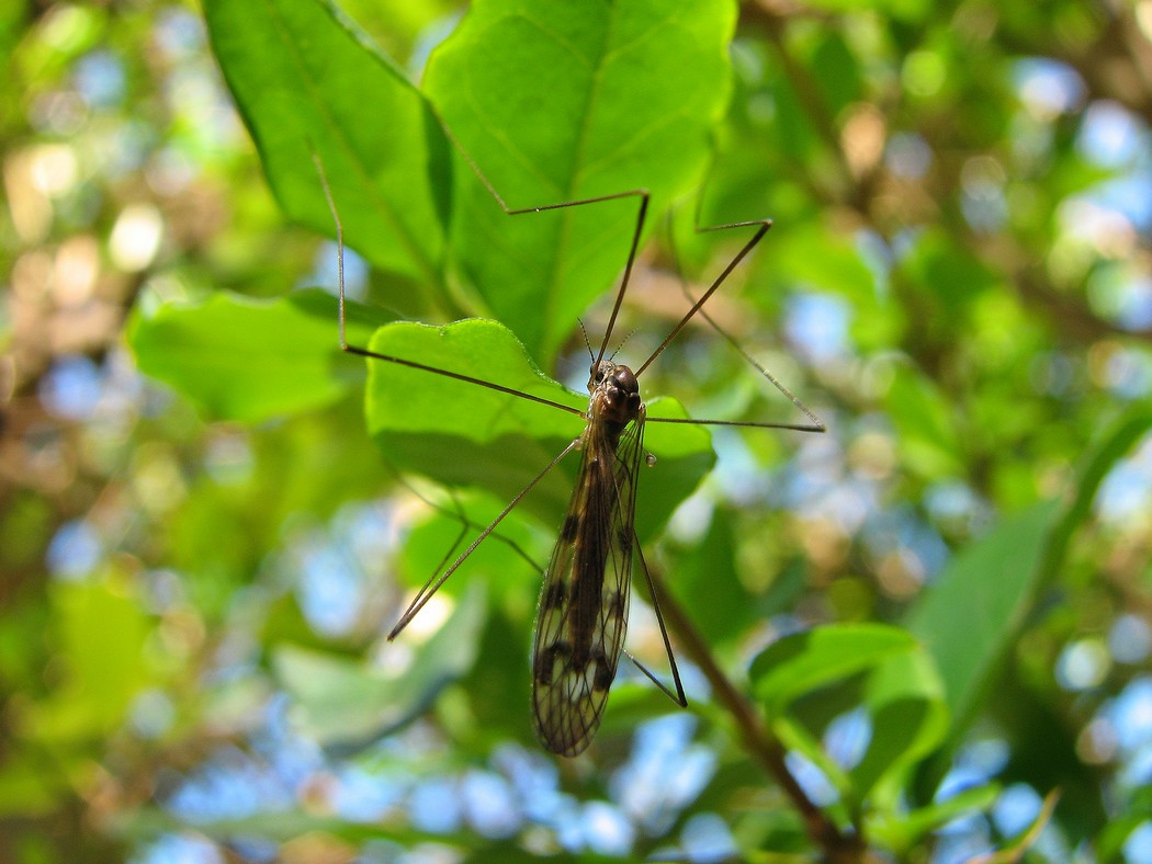 Identificare un individuo nel Parco del Ticino