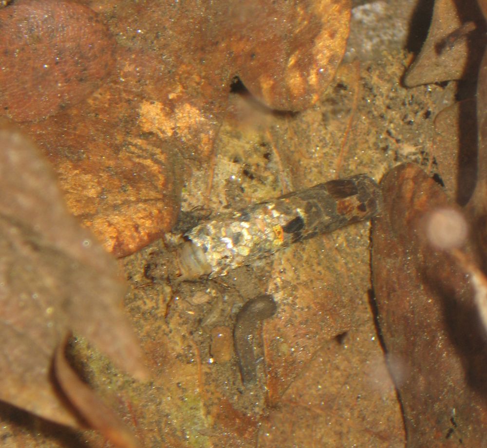 Salamandra salamandra