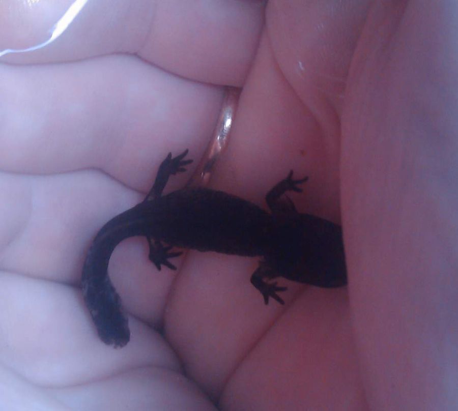 Salamandra salamandra
