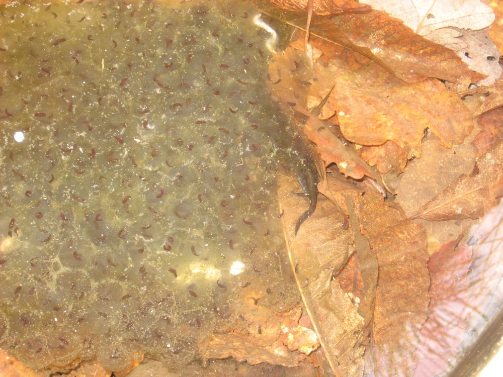Salamandra salamandra