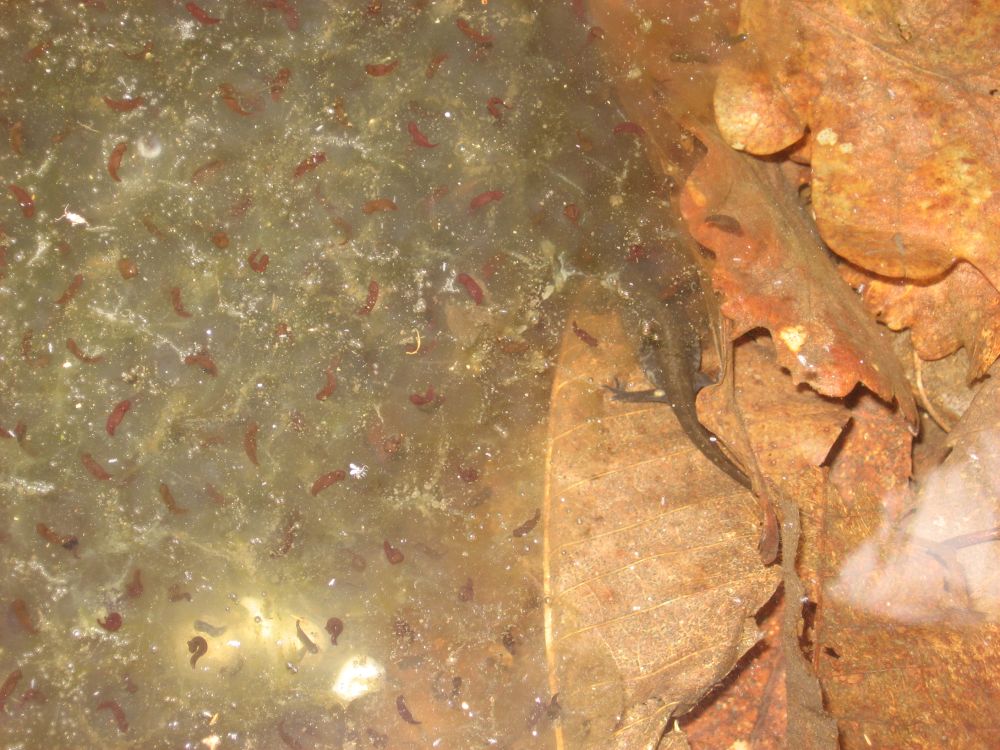 Salamandra salamandra