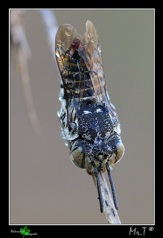piccolo addormentato: femmina di Coelioxys cfr. brevis