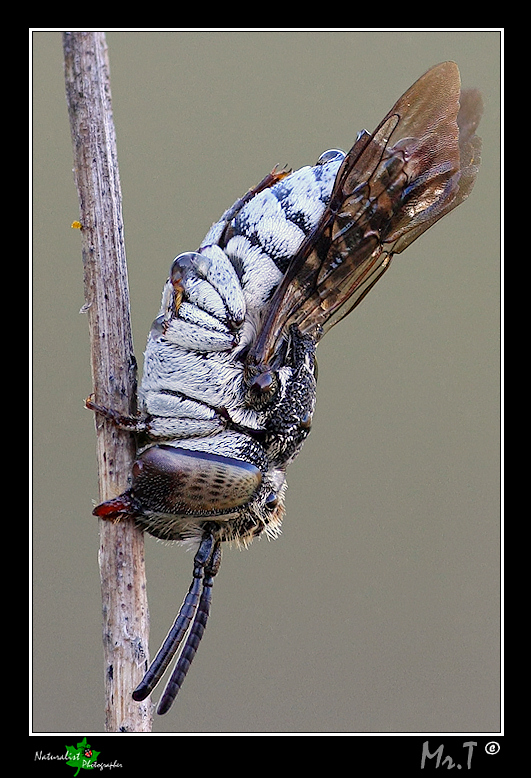 piccolo addormentato: femmina di Coelioxys cfr. brevis
