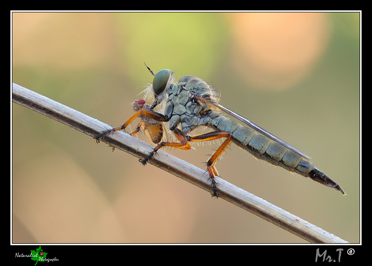 Predatore con Preda...aiuto riconoscimento!