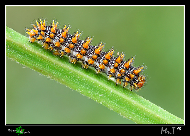 Altro bruco bellissimo da id. !!! - Melitaea athalia - no, didyma