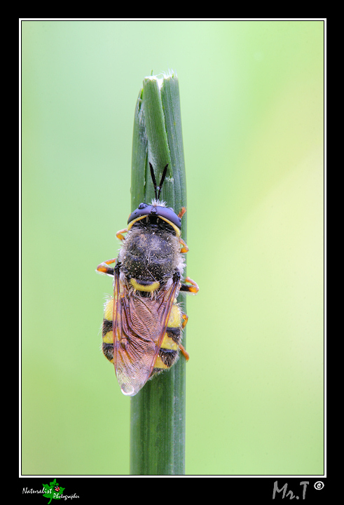 Stratiomys cf. cenisia ♂ (Stratiomyidae)