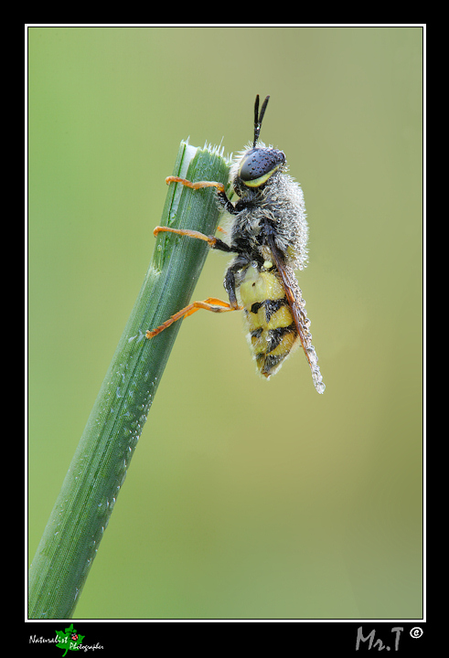 Stratiomys cf. cenisia ♂ (Stratiomyidae)