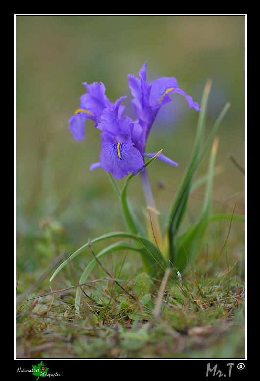 Iris planifolia
