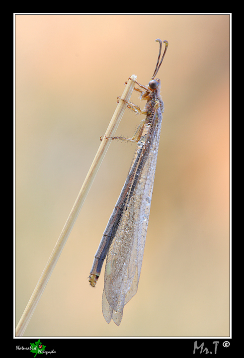 Creoleon lugdunensis