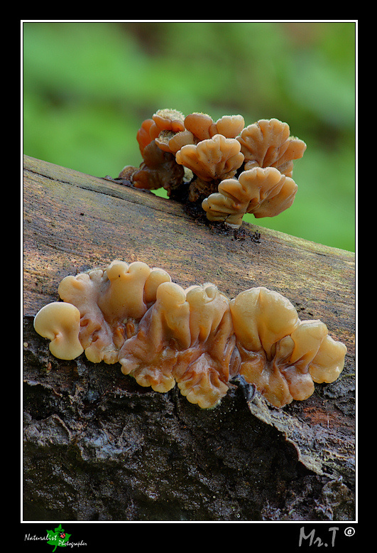 Auricularia mesenterica