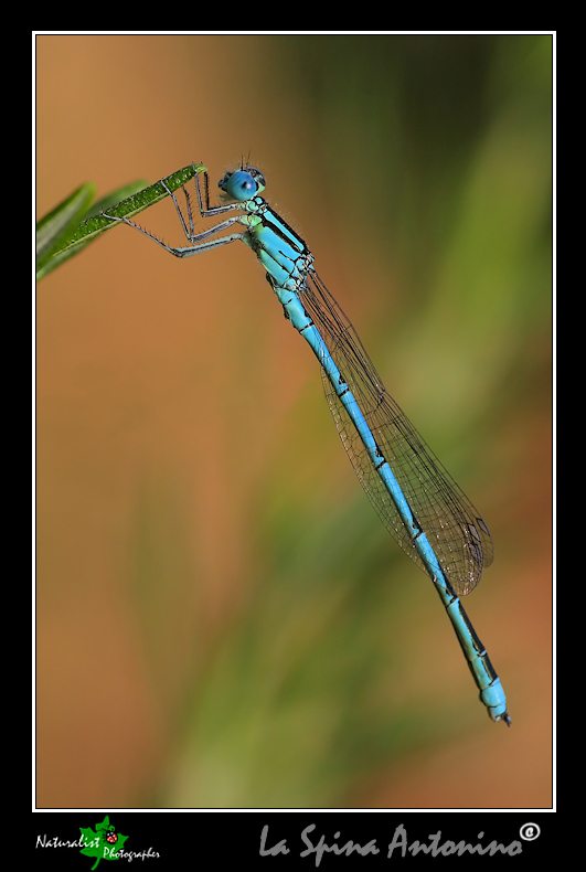 Aiuto identificazione libellule!!!