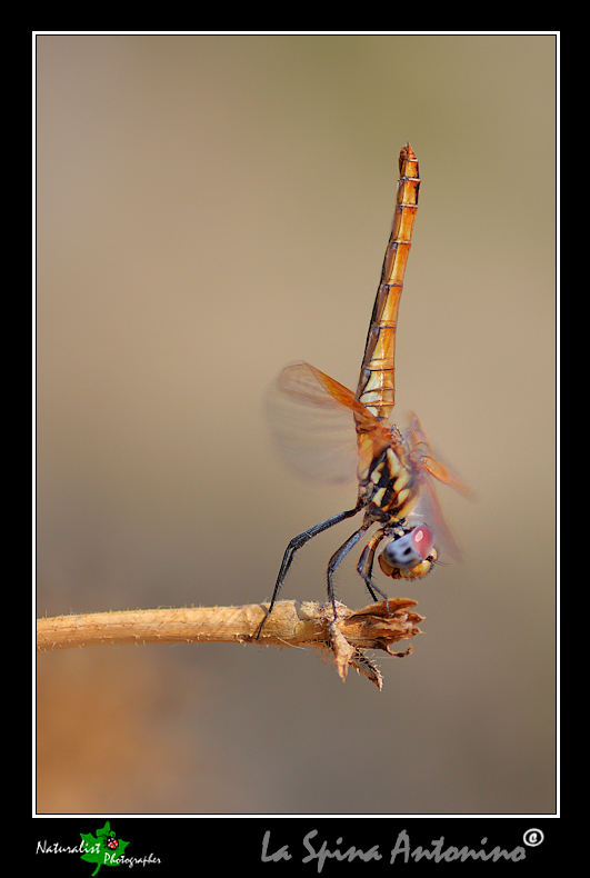 Aiuto identificazione libellule!!!