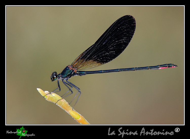 Aiuto identificazione libellule!!!