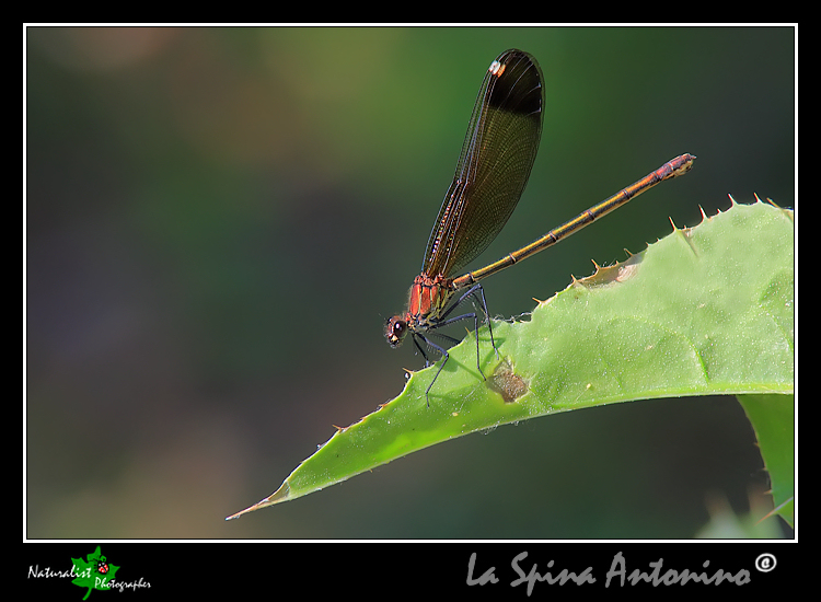 Aiuto identificazione libellule!!!