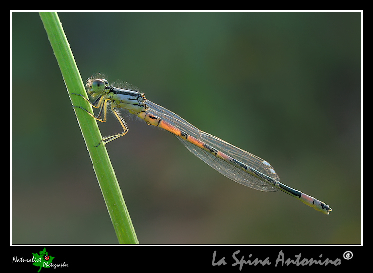 Aiuto identificazione libellule!!!