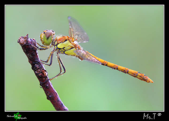 Libellula da identificare!