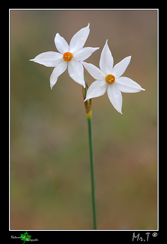 Narcissus serotinus e Prospero obtusifolia
