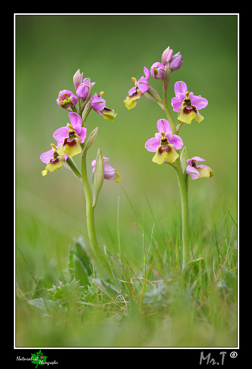 Qualche orchidea del 2010!