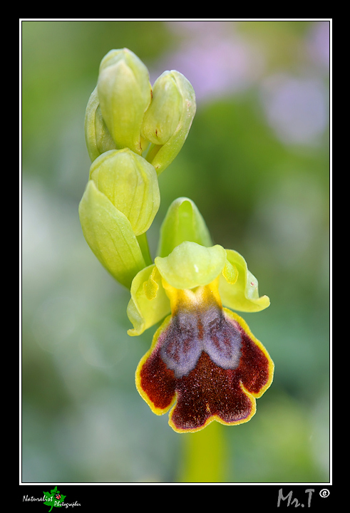 Qualche orchidea del 2010!