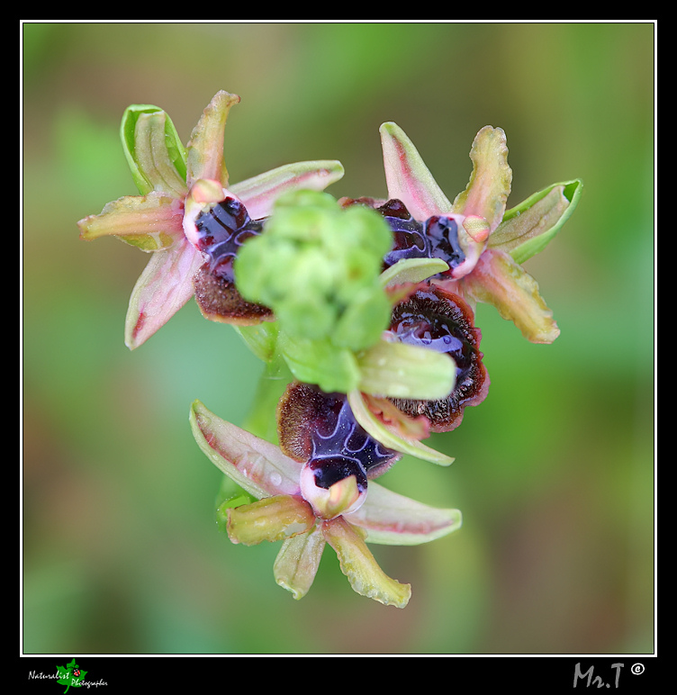 Qualche orchidea del 2010!