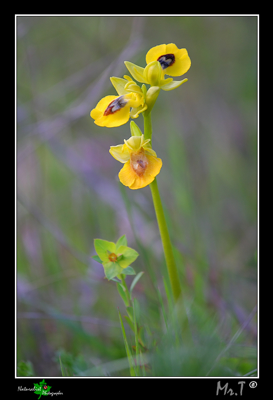 Ophrys, Orchis .... Un p di Orchidee!