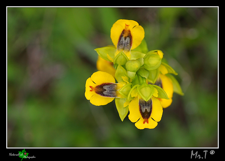 Ophrys, Orchis .... Un p di Orchidee!