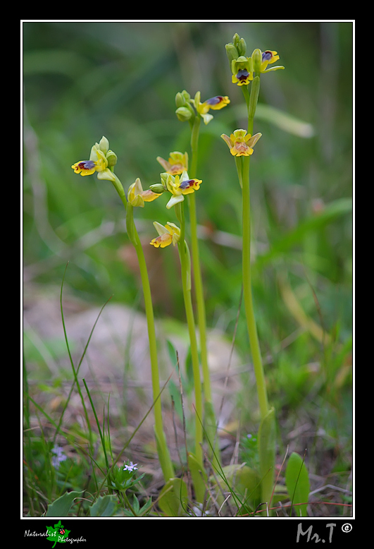 Ophrys, Orchis .... Un p di Orchidee!