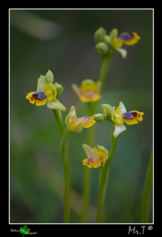 Ophrys, Orchis .... Un p di Orchidee!