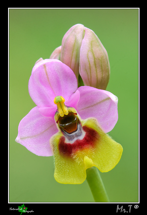 Qualche orchidea del 2010!