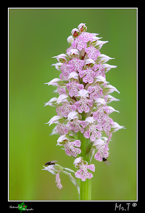 Qualche orchidea del 2010!