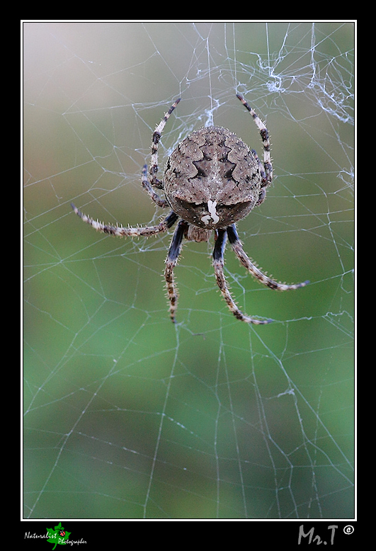 Araneus angulatus