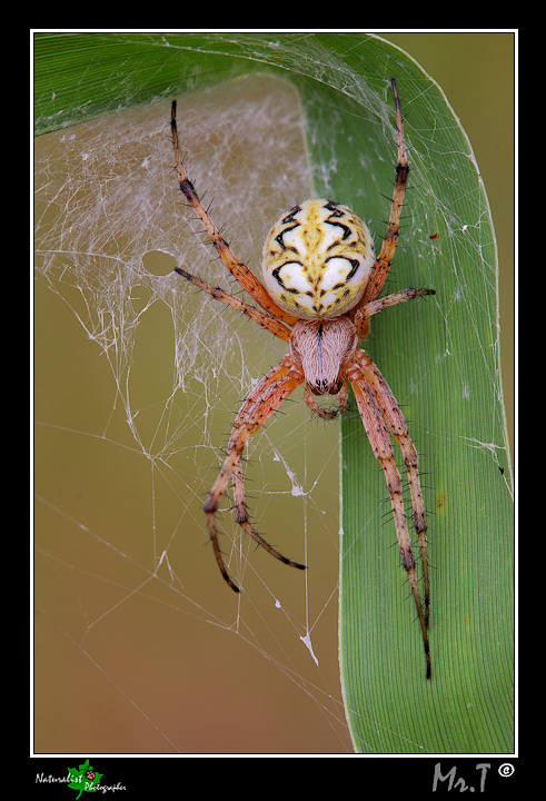 Neoscona adianta