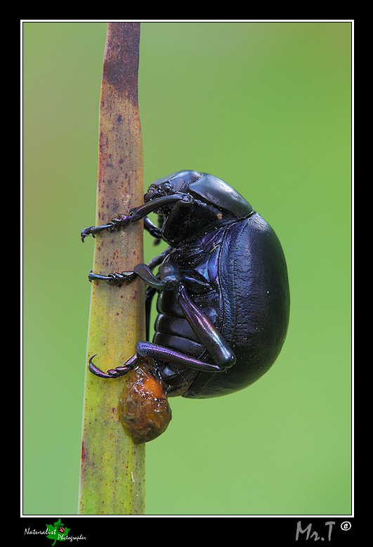 In deposizione: Timarcha pimelioides