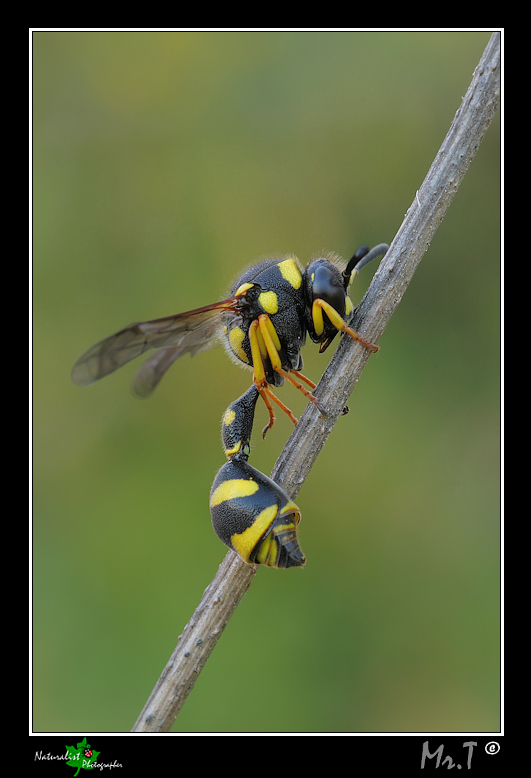 Vespidae Eumeninae, probabilmente, genere Eumenes