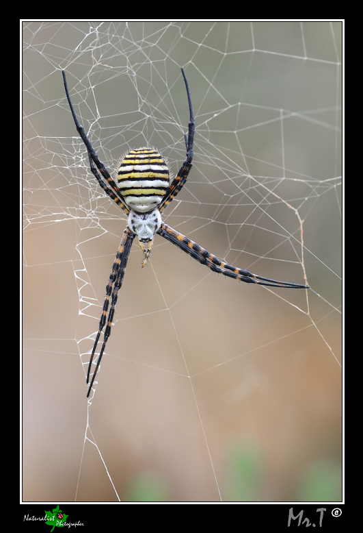 Argiope...bruennichi o trifasciata???