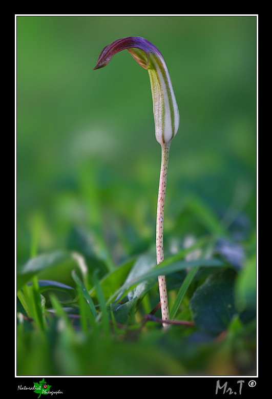 Arisarum vulgare / Arisaro comune