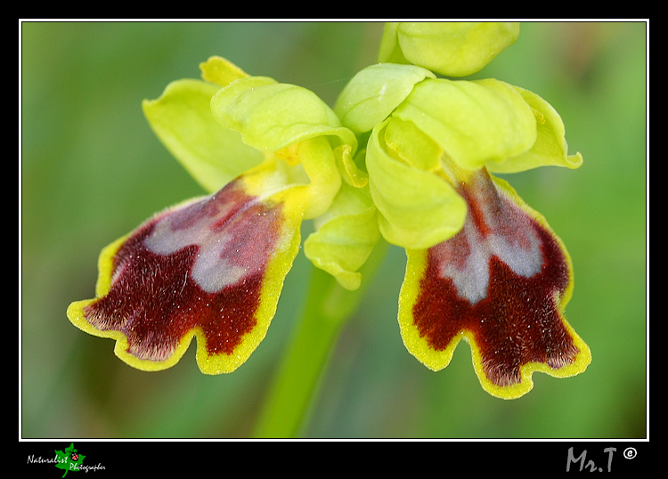 Ophrys, Orchis .... Un p di Orchidee!
