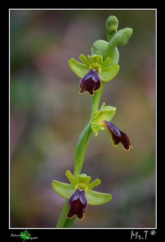 Ophrys, Orchis .... Un p di Orchidee!