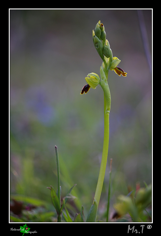 Ophrys, Orchis .... Un p di Orchidee!