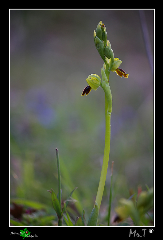 Ophrys, Orchis .... Un p di Orchidee!
